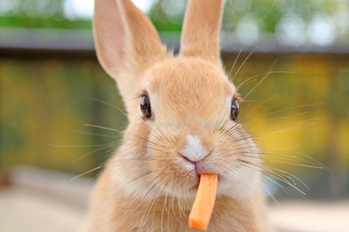 The Best Treats and Snacks for Rabbits
