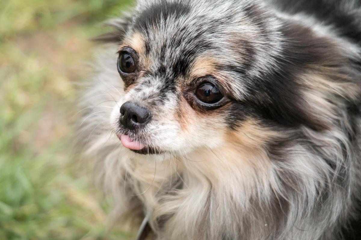 The Most Common Chihuahua Health Issues