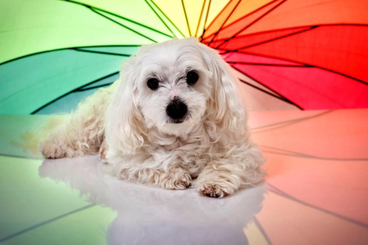 What Colors Can Dogs See?