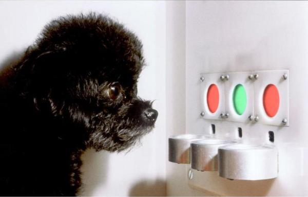 What Colors Can Dogs See? - What colors can dogs see best?