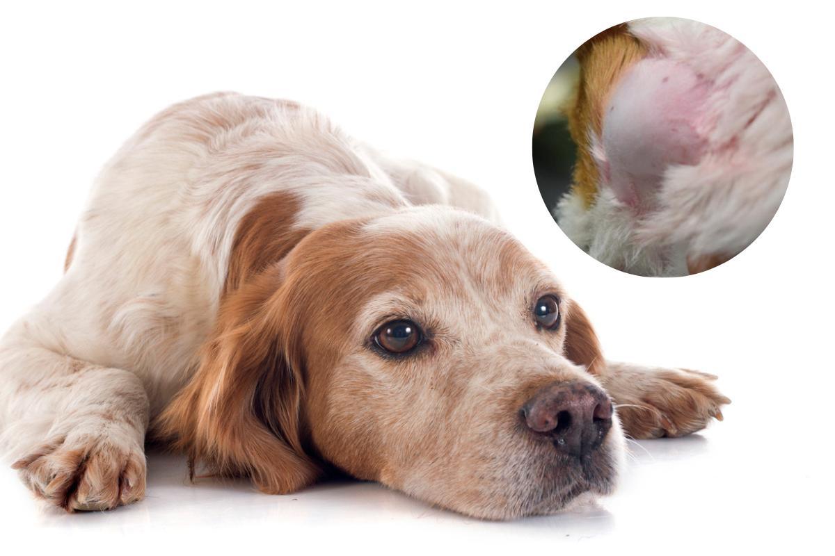Causes of Swollen Lymph Nodes in My Dog's Neck