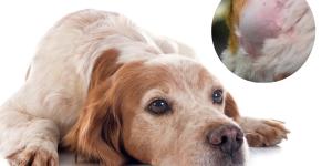 Causes of Swollen Lymph Nodes in My Dog's Neck