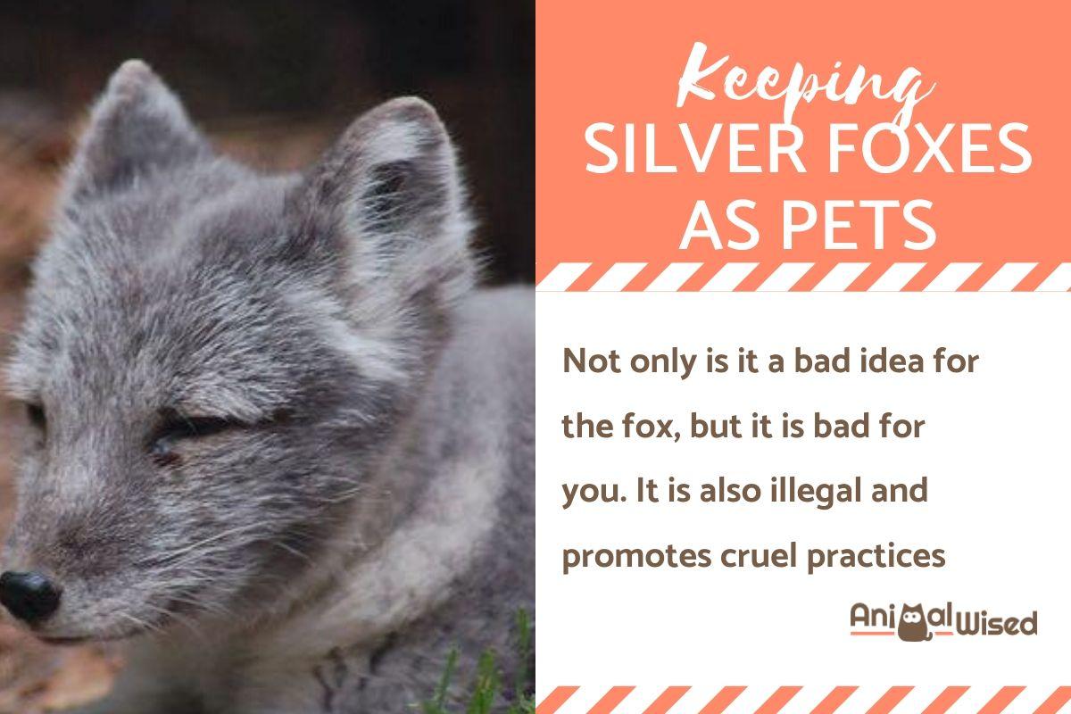 Silver Foxes as Pets: Guidelines and General Tips