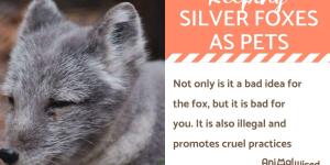 Silver Foxes as Pets: Guidelines and General Tips