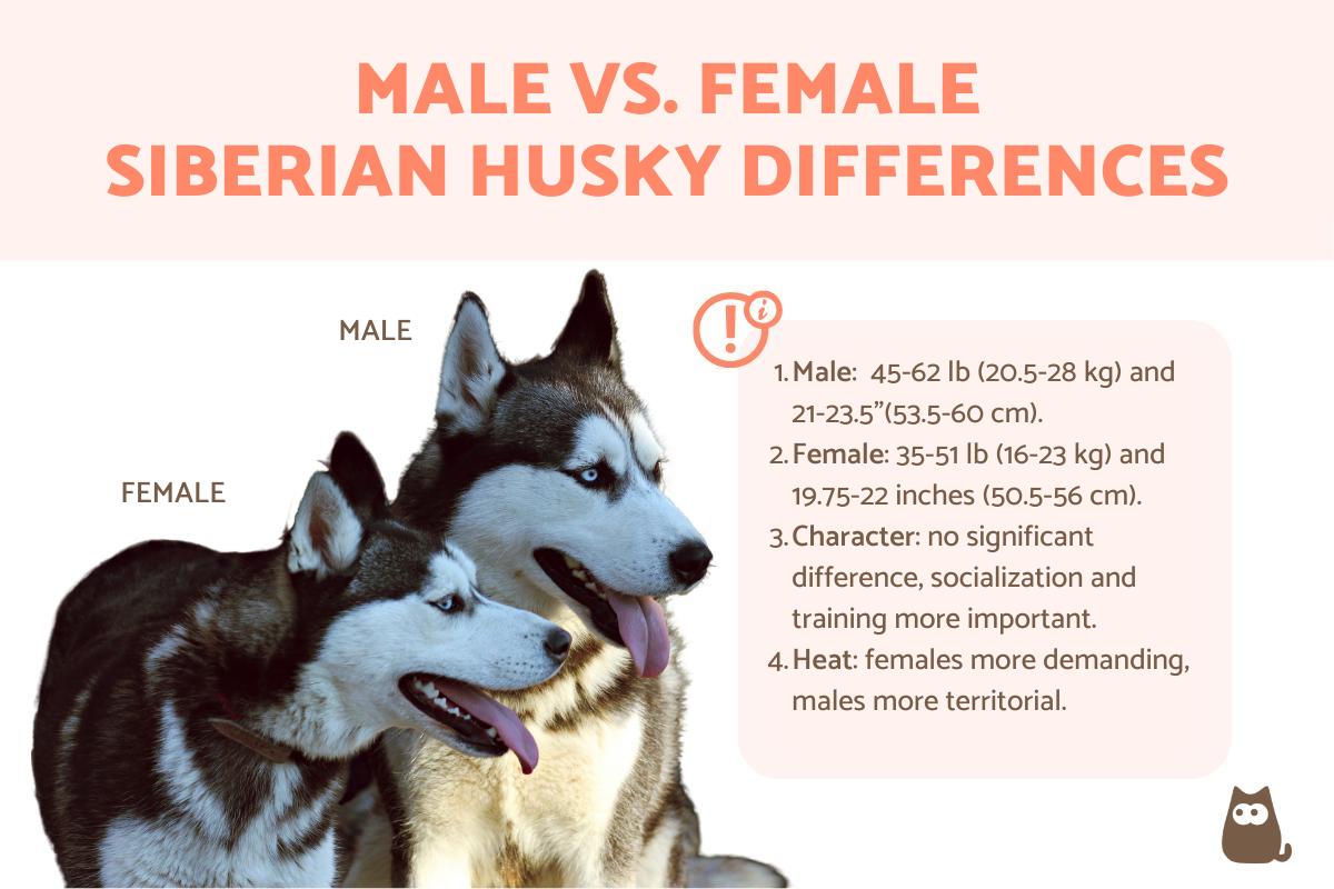 Siberian Husky Male vs. Female Differences
