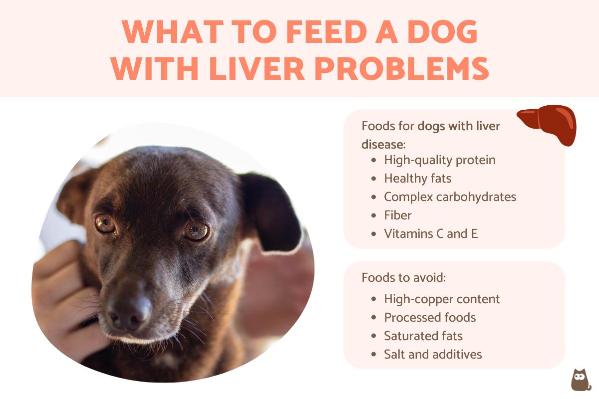 What to Feed a Dog With Liver Problems