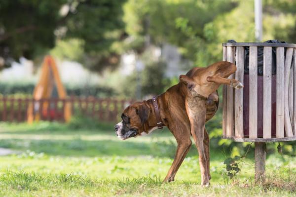 When Do Dogs Start Lifting Their Legs to Pee?