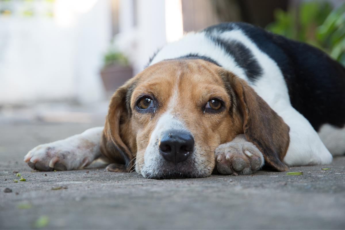 Hemangiosarcoma in Dogs