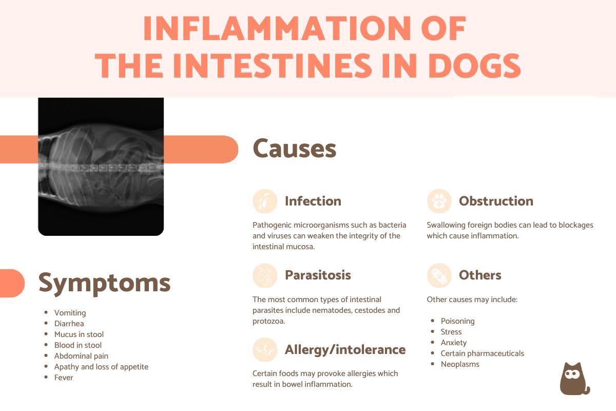 Inflammation of the Intestines in Dogs