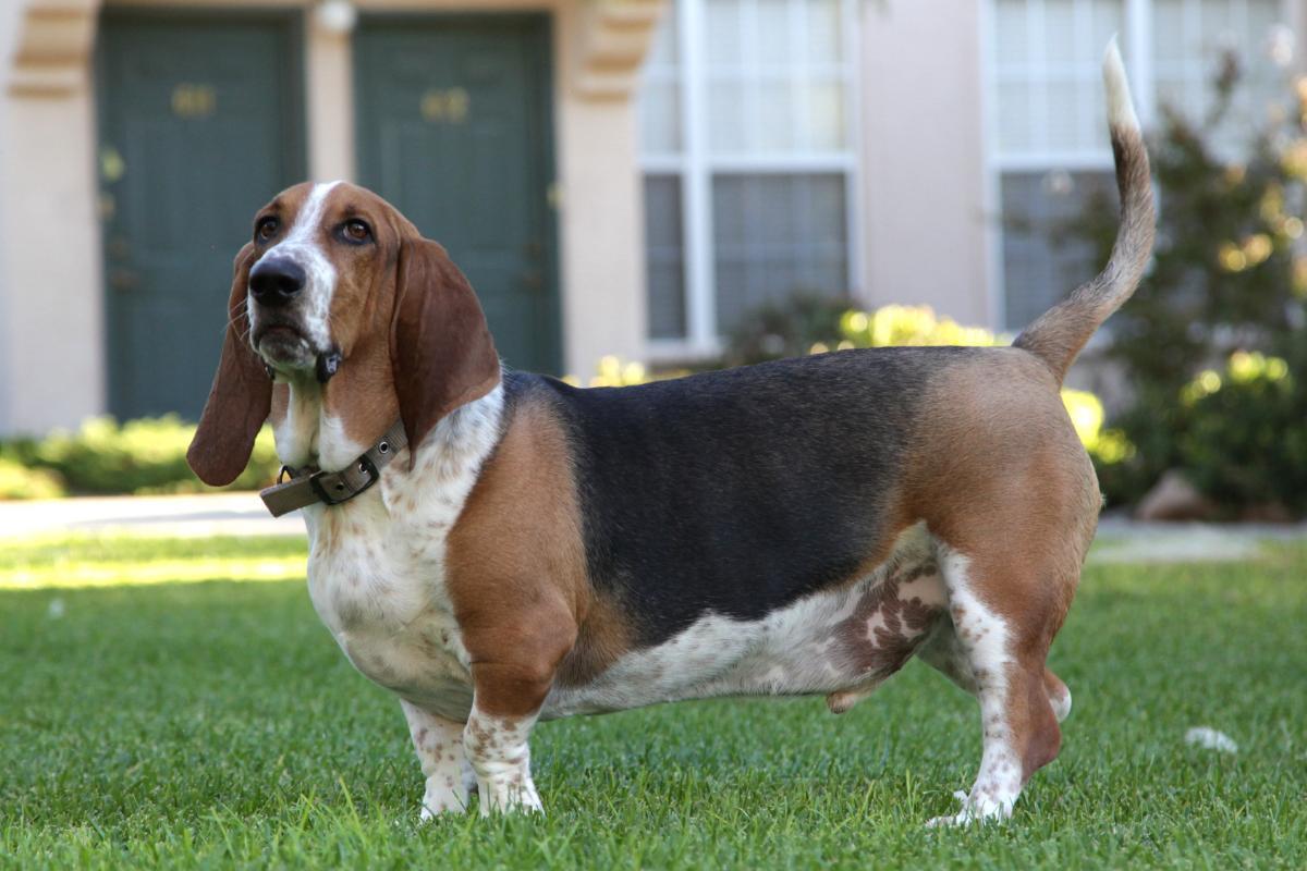 10 Least Intelligent Dog Breeds With Photos