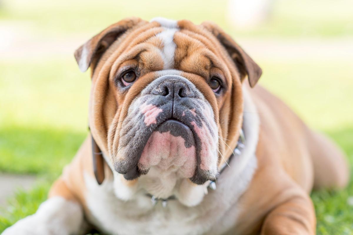 10 Least Intelligent Dog Breeds With Photos