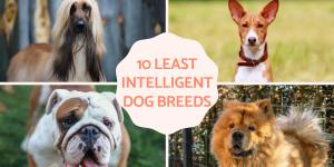 Least Intelligent Dog Breeds