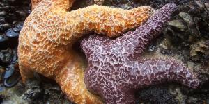 How Do Starfish Reproduce?