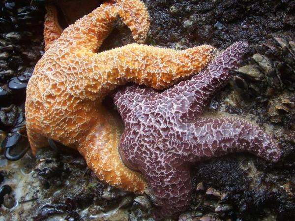 How Do Starfish Reproduce Sexually and Asexually?