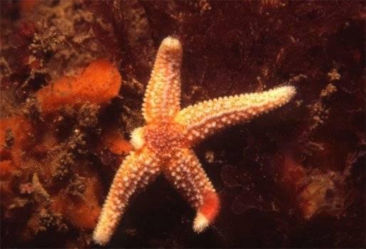 How Do Starfish Reproduce Sexually and Asexually? - How starfish reproduce asexually