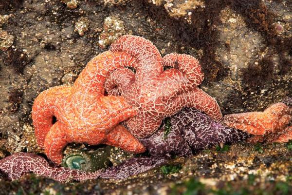 How Do Starfish Reproduce Sexually and Asexually? - How starfish reproduce sexually