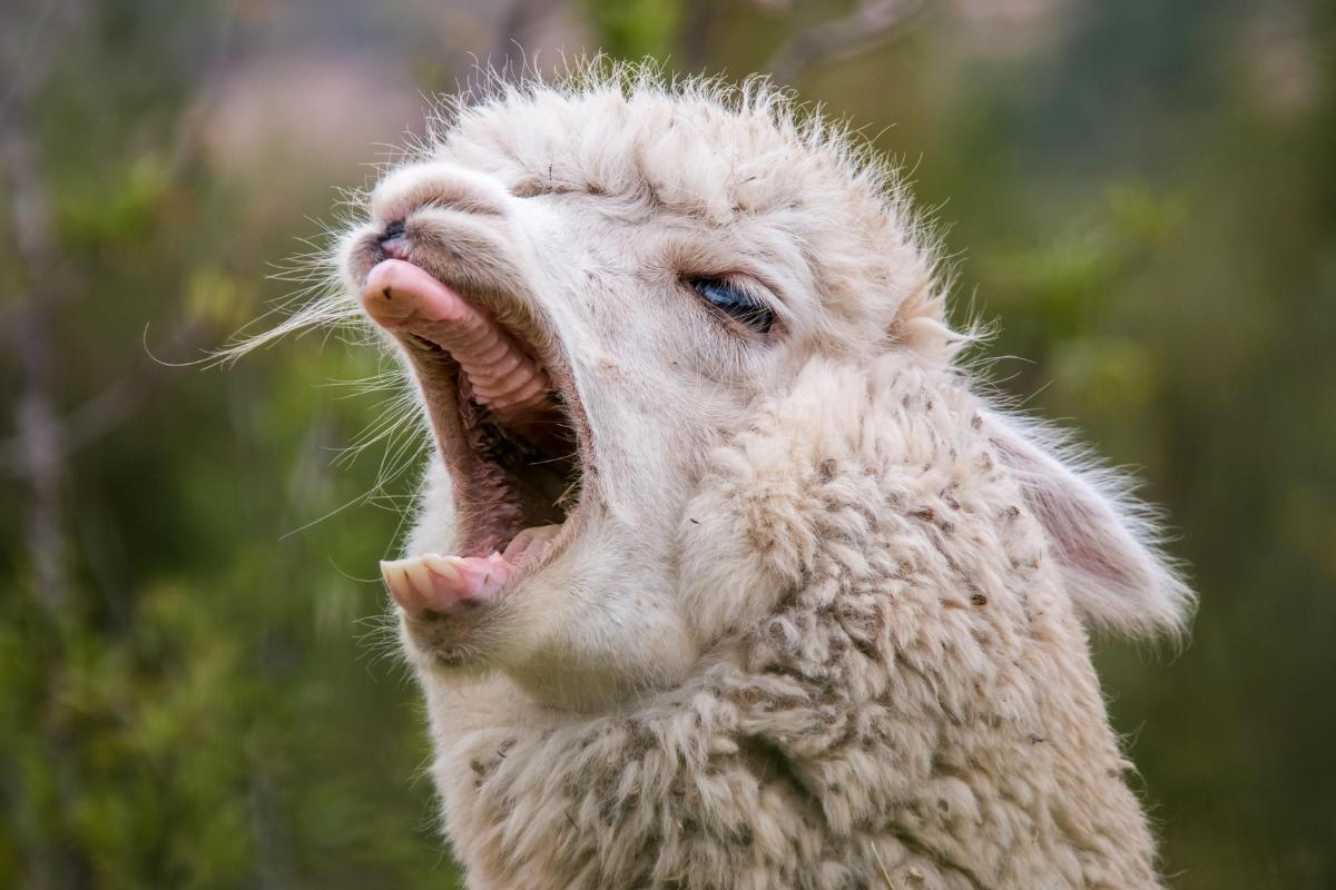 Why Do Llamas Spit?