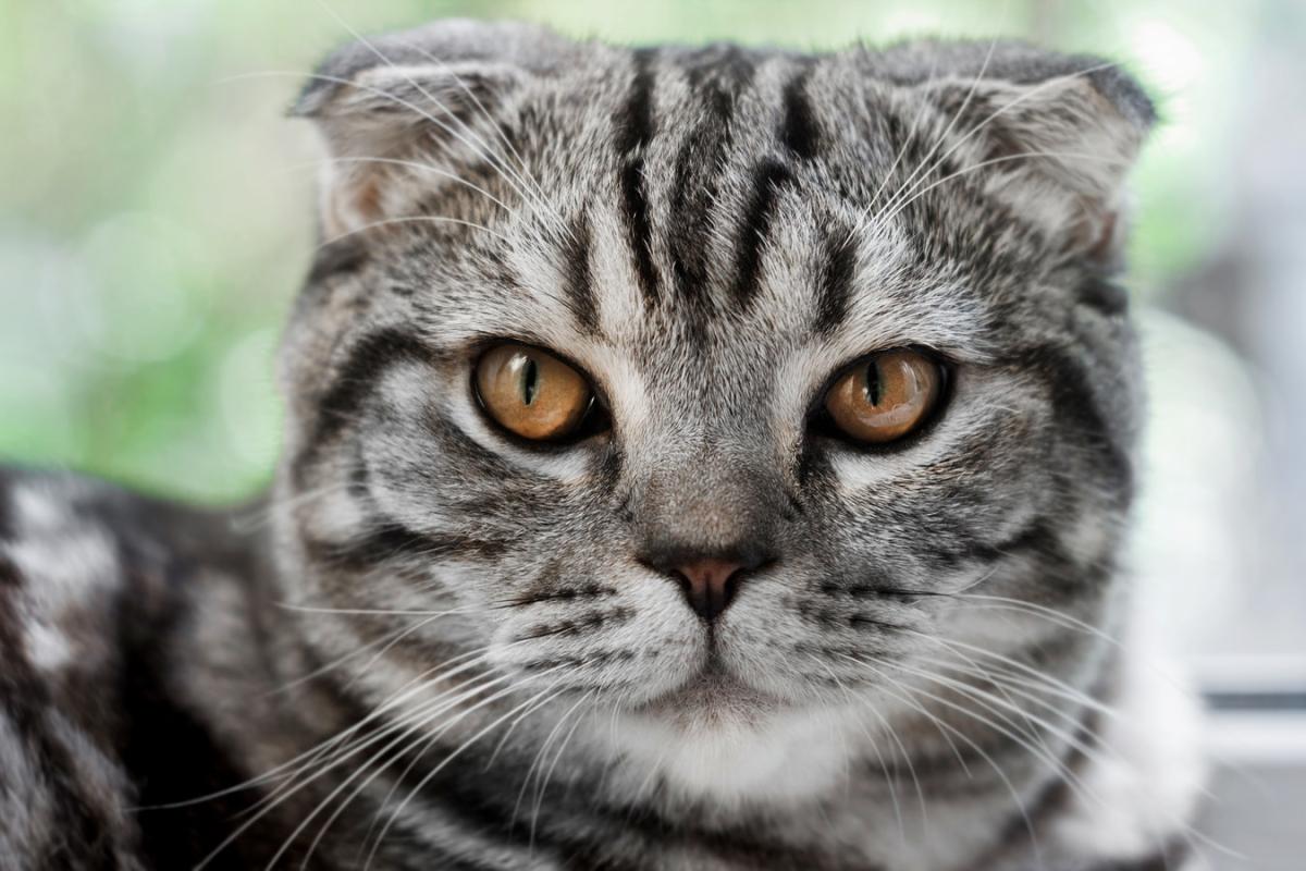 Ascites in Cats - Causes, Symptoms and Treatment