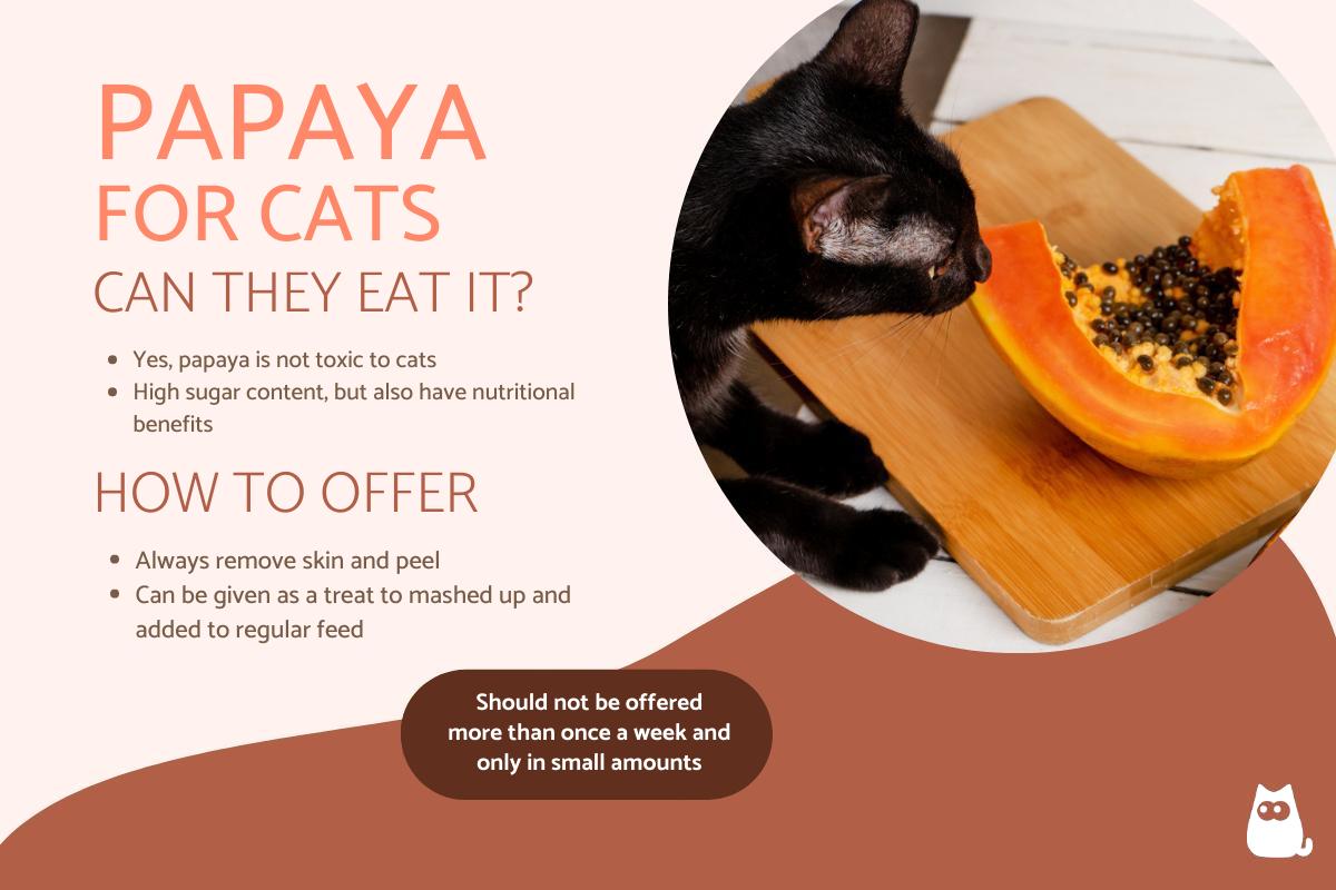 Can Cats Eat Papaya?