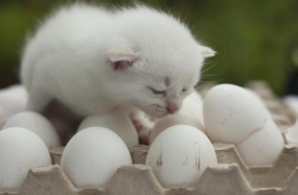 Can Cats Eat Raw Eggs? - Harmful Food for Cats - Can cats eat eggs?