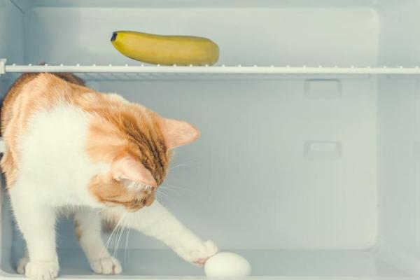 Can Cats Eat Raw Eggs? - Harmful Food for Cats - Can cats eat raw eggs? 