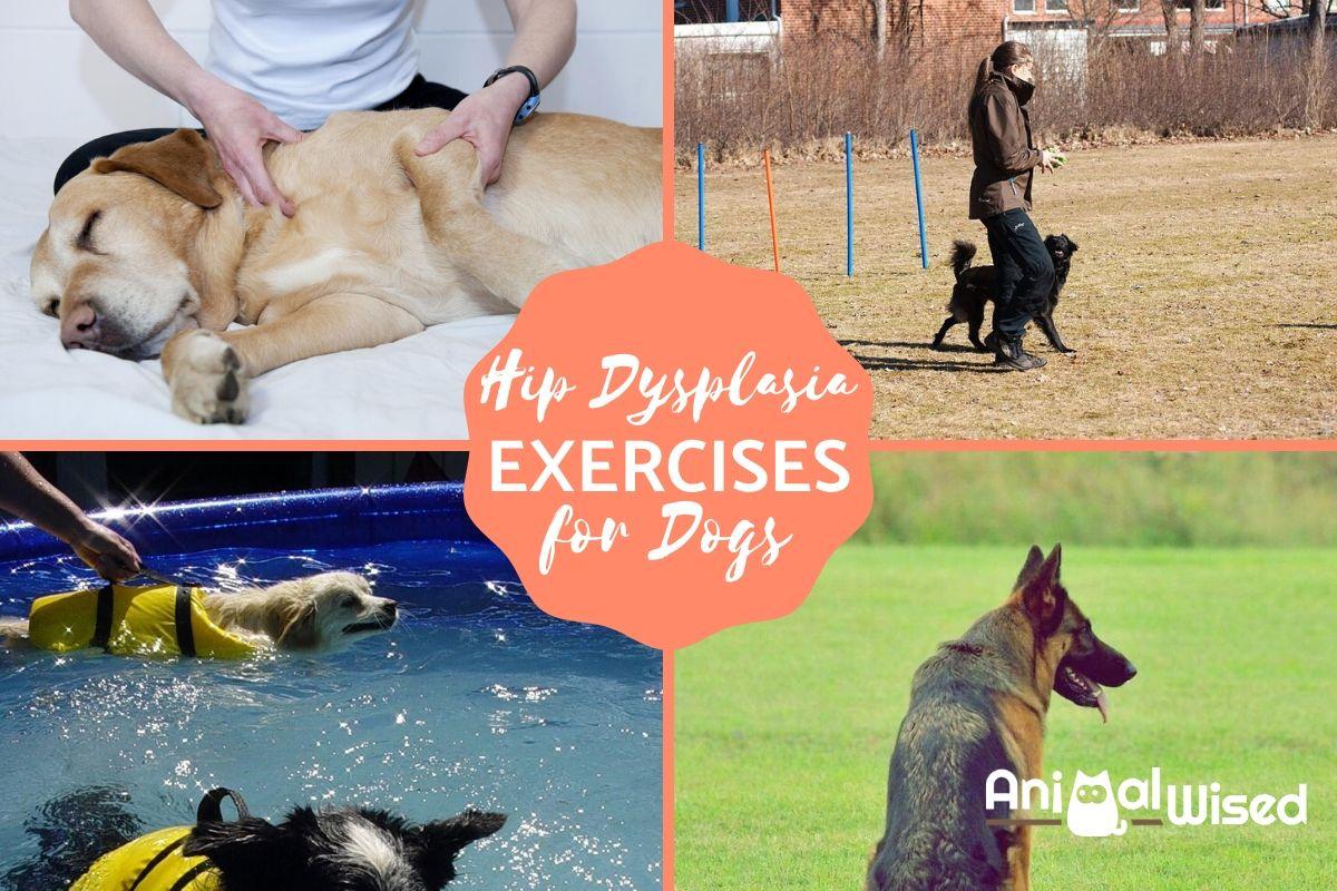 Exercises to Help Dogs With Hip Dysplasia