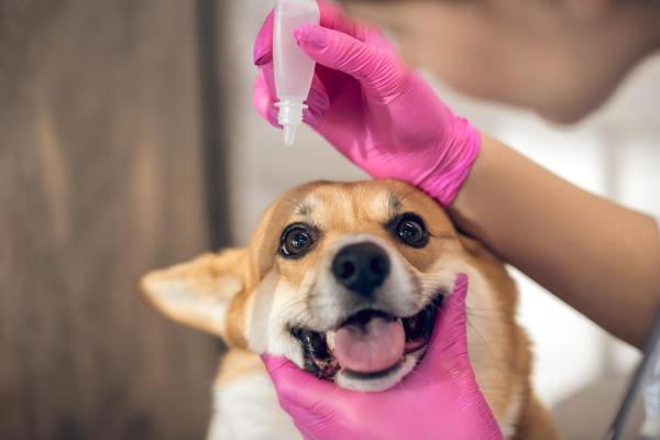 Polytrim Eye Drops for Dogs