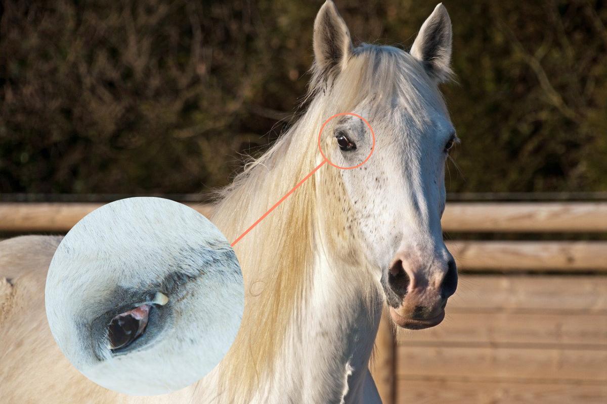 Conjunctivitis in Horses