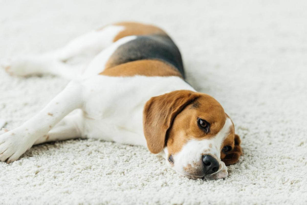 How to Easily Teach Your Dog to Play Dead Step by Step