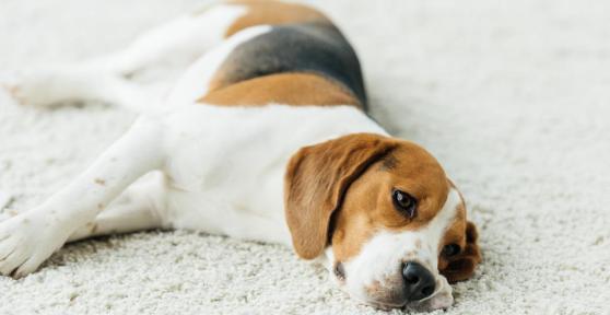 How to Easily Teach Your Dog to Play Dead Step by Step