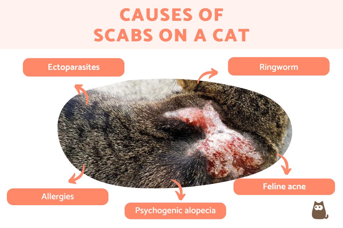 Scabs on My Cat - Causes and Treatment