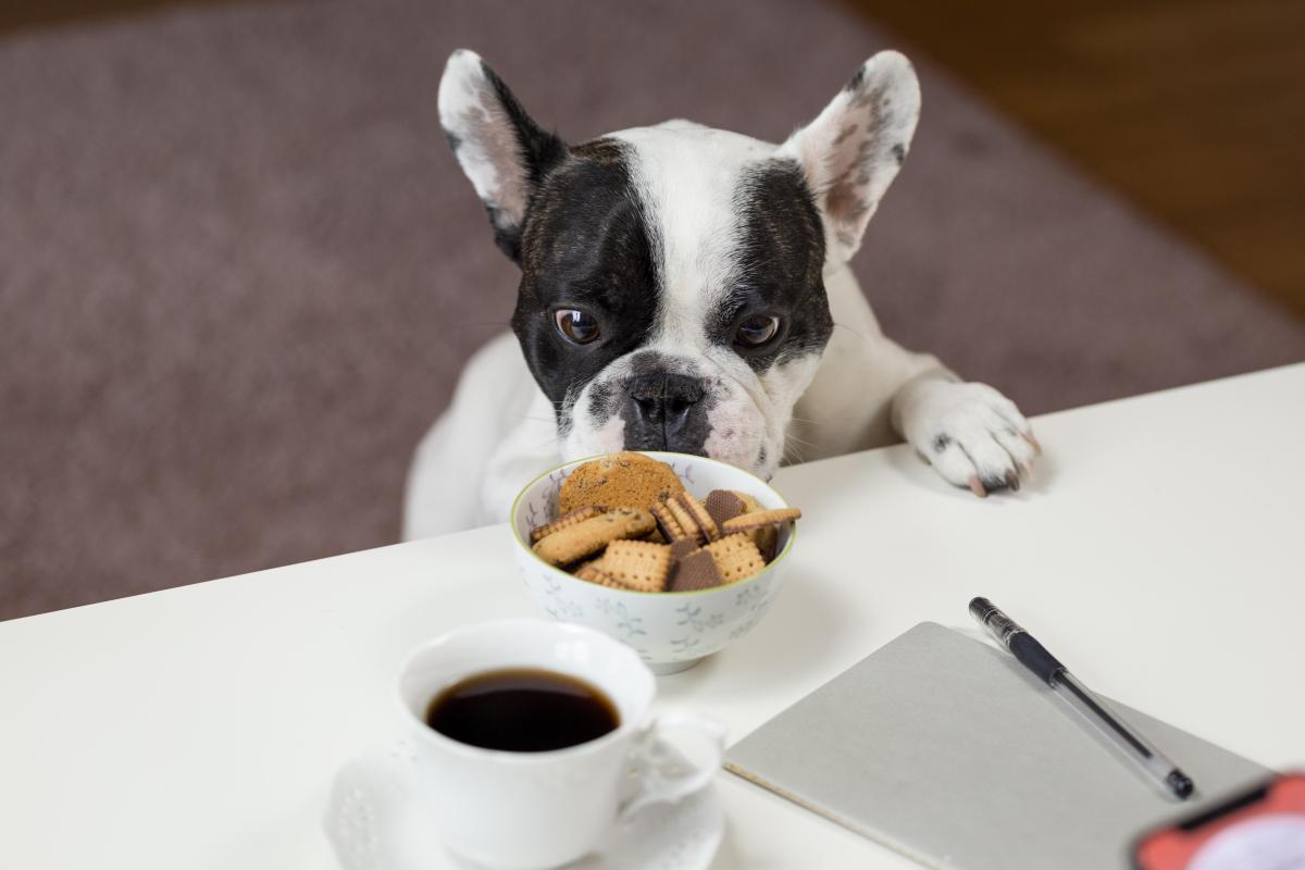 Increased Appetite in Dogs - Polyphagia