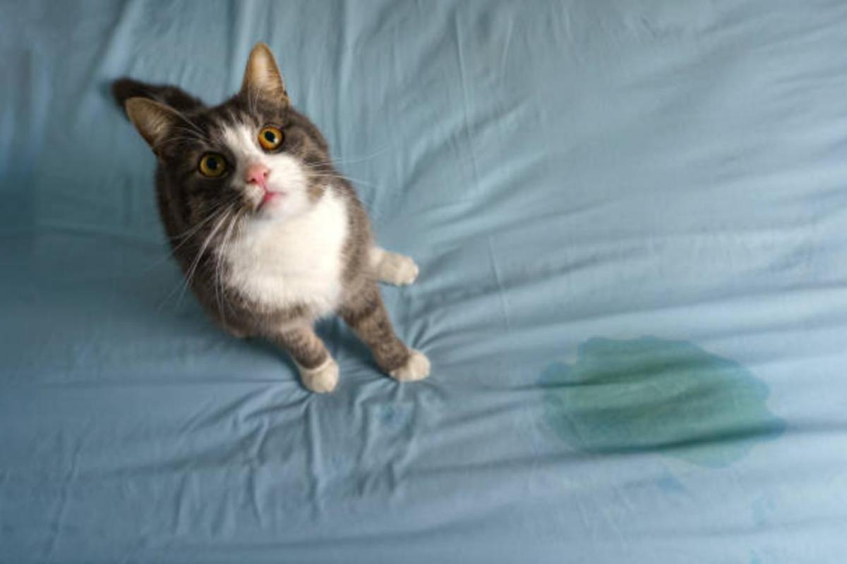 Is Cat Pee Dangerous?