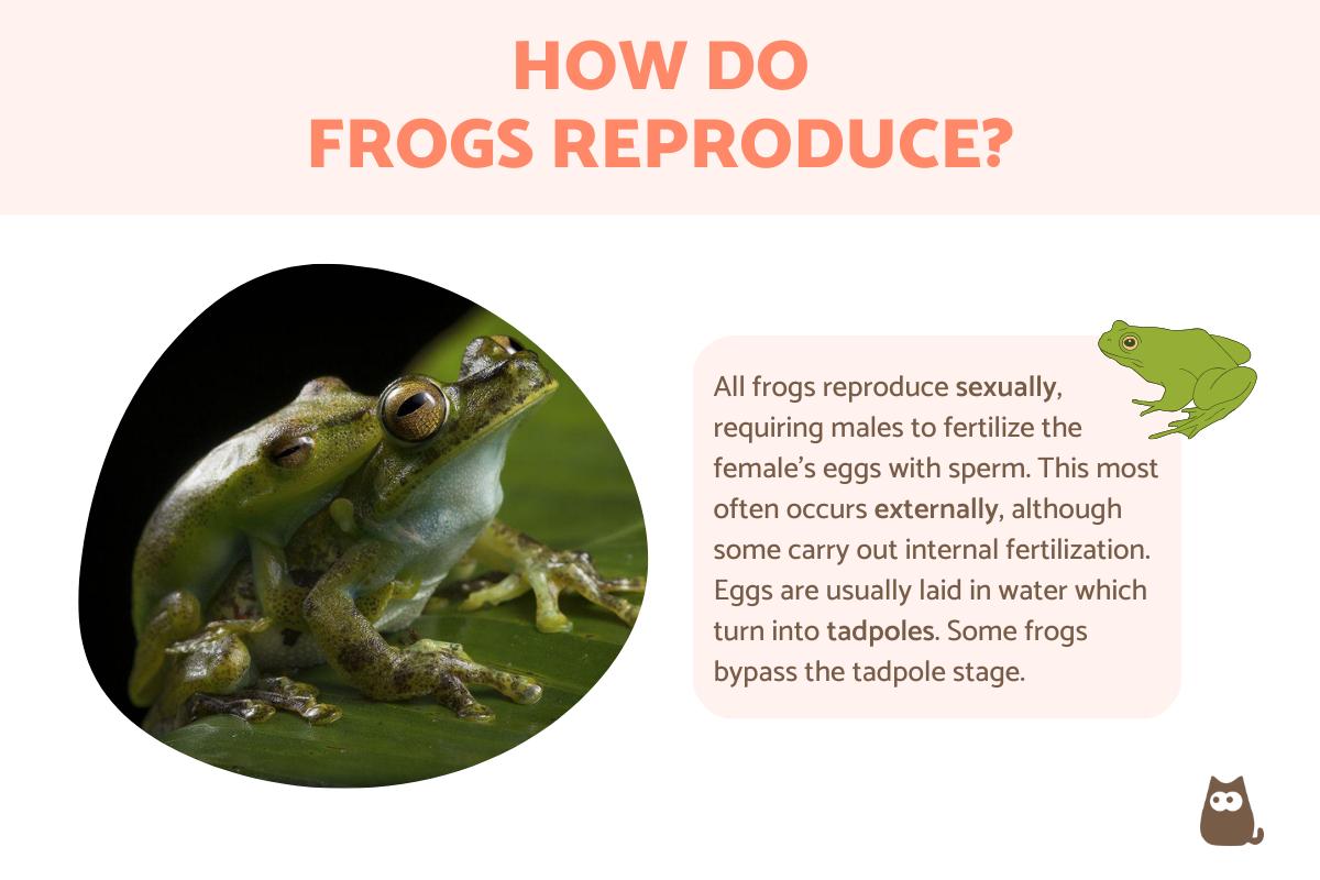 How Do Frogs Reproduce? - Frog Reproduction