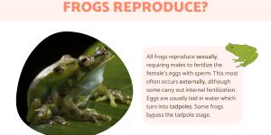 How Do Frogs Reproduce? - Frog Reproduction