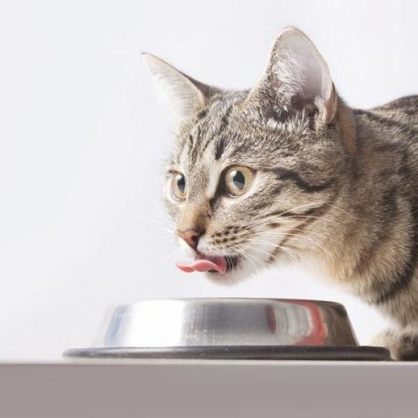 Iron rich cat food outlet