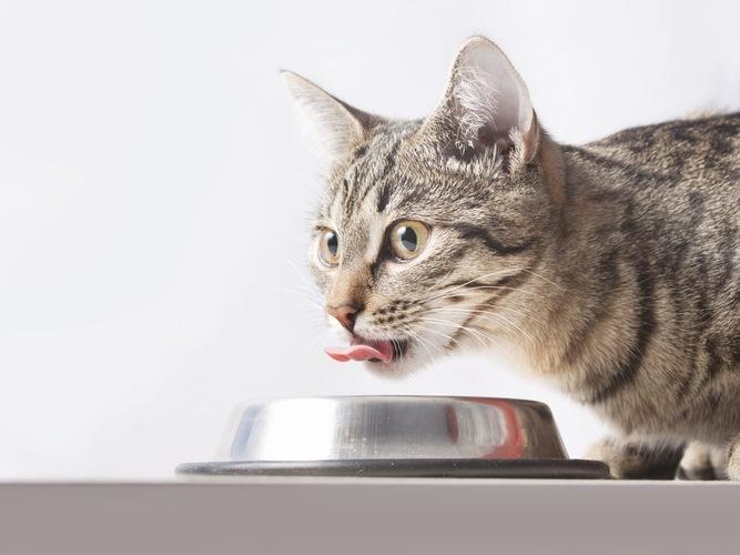 Iron Rich Foods for Cats How to Prevent Anemia in Cats