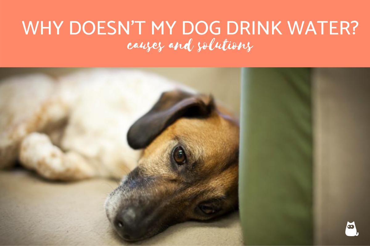 Why Doesn't My Dog Drink Water?