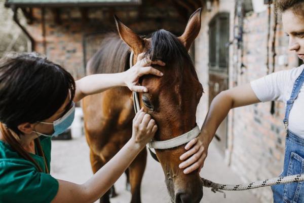 What is Equine Encephalitis?