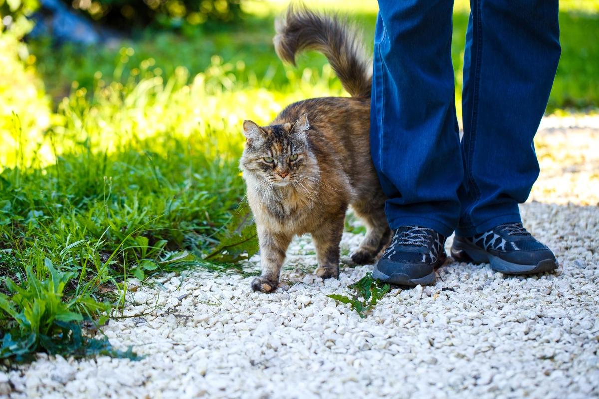 My Cat Peed on Me - Why and What to Do