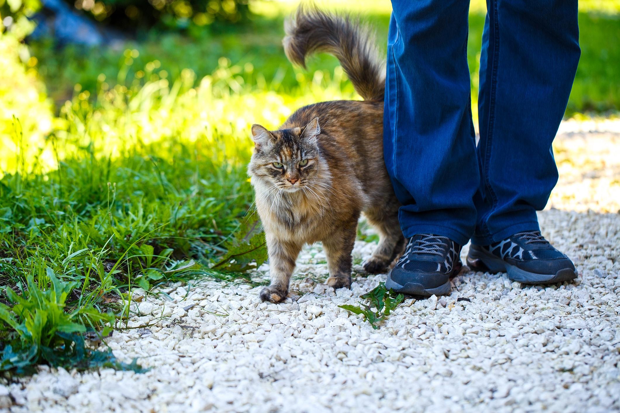 Amazing Cat Peed On Me Photos