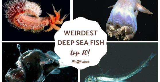 Top 10 Weirdest Deep Sea Fish