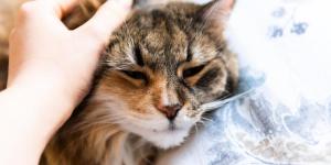 Triaditis in Cats - Causes, Symptoms and Treatment