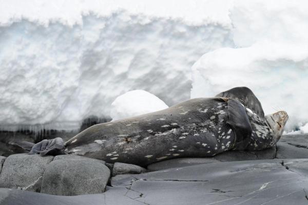 Where Do Leopard Seals Live? - What animals eat leopard seals?