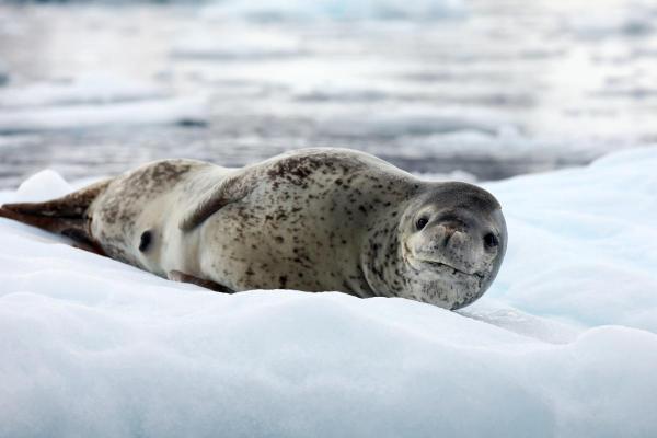 Where Do Leopard Seals Live? - What do leopard seals eat?
