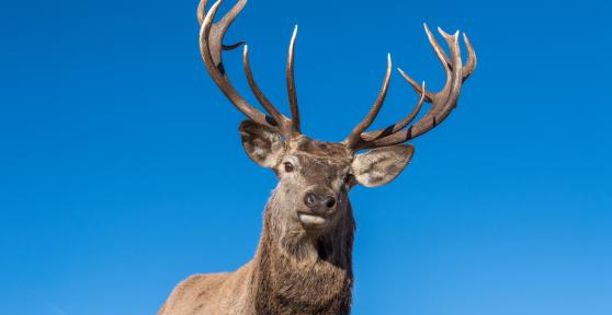 What Is Antler Shedding?