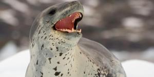 Where Do Leopard Seals Live?