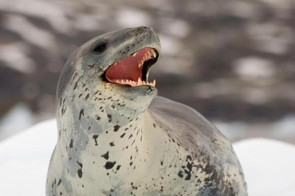 Where Do Leopard Seals Live?
