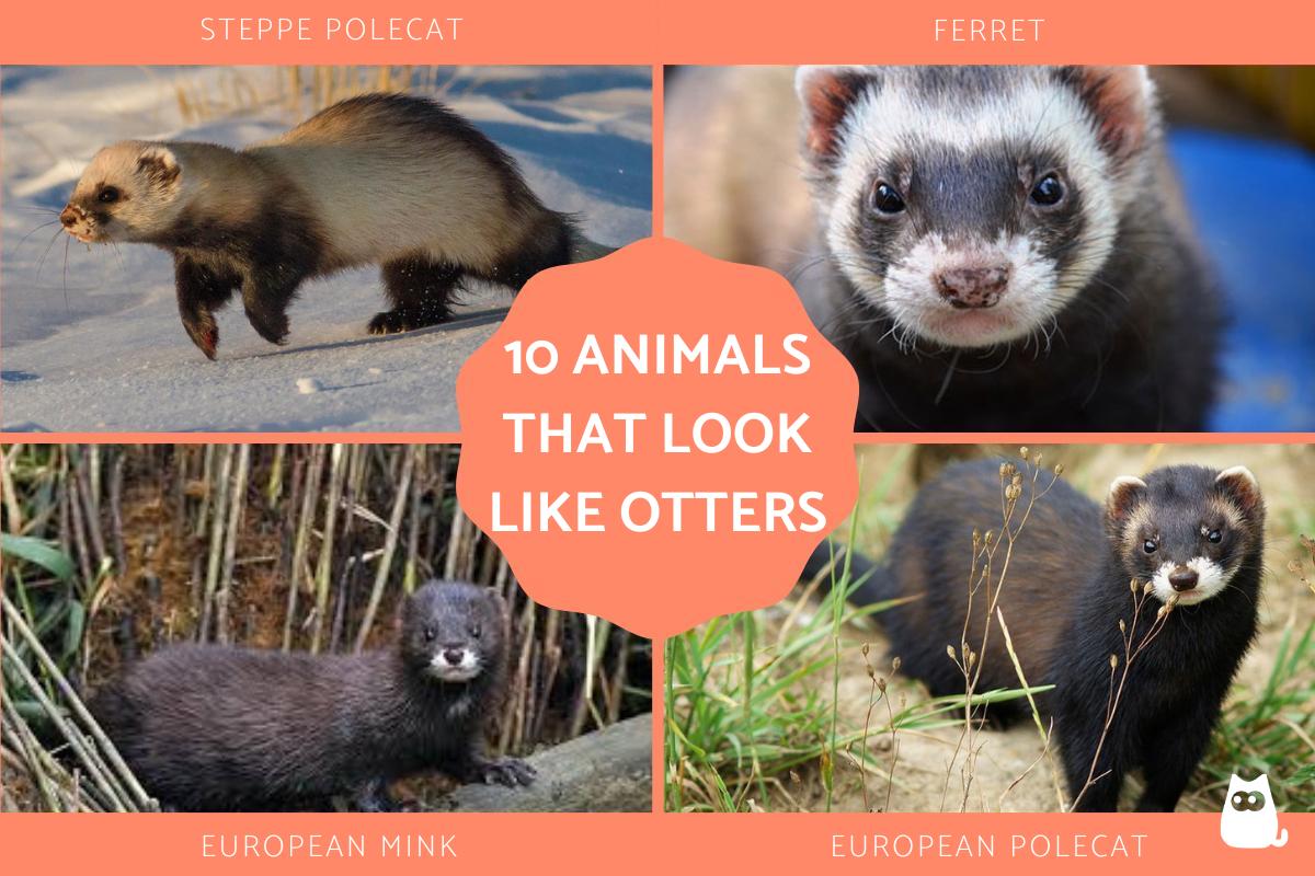 Animals That Look Like Otters