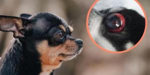 My Dog's Eye Popped Out of Socket